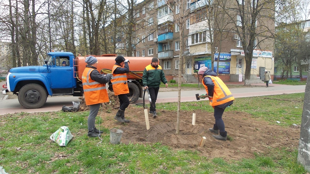 Працівники та працівниці "Зеленбуду" висаджують на Рокоссовського клени
