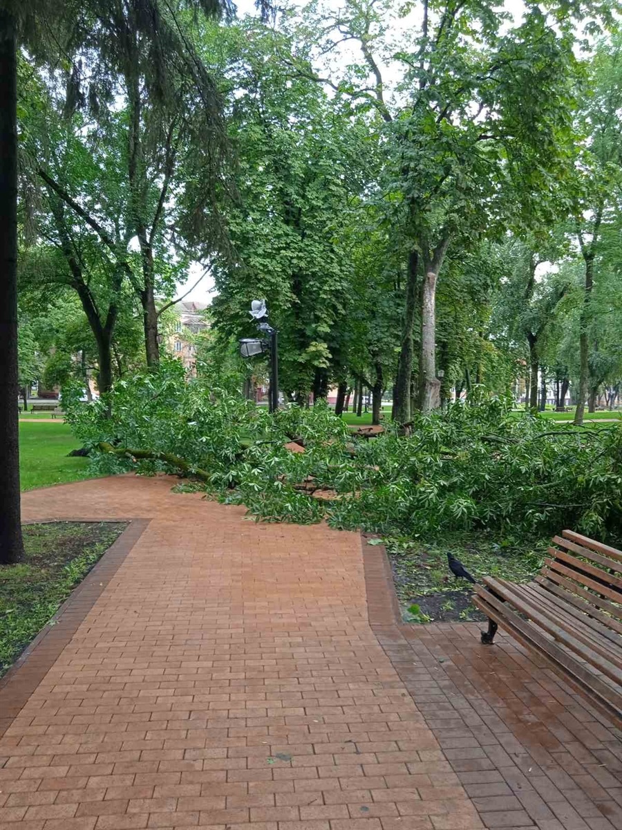 Повалене дерево у сквері ім. М. Коцюбинського