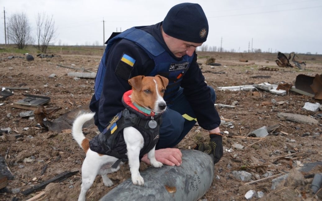 Пес Патрон допомагає розміновувати Шестовицю 