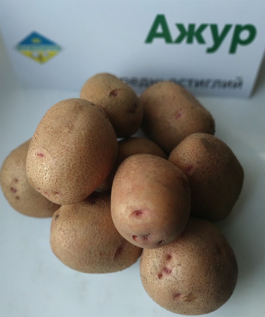Картопля сорту "Ажур" 