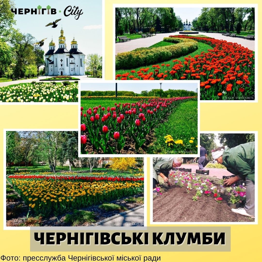 Чернігівські клумби