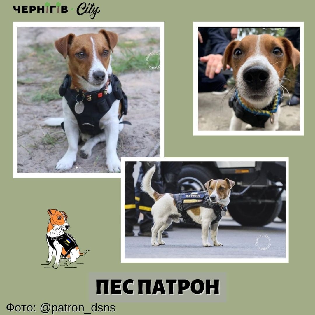 Пес Патрон