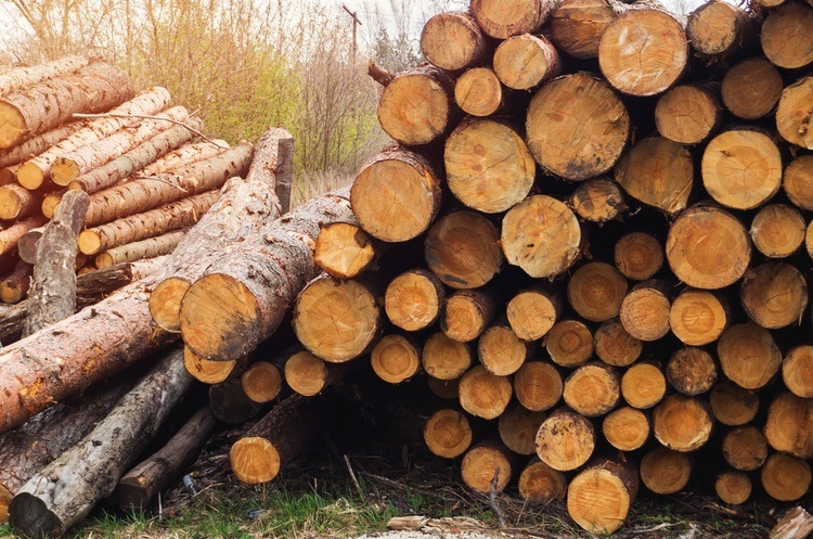 Лісівники Чернігівщини передали на потреби оборони 20,4 тис кубометрів деревини, 09.11.2023 